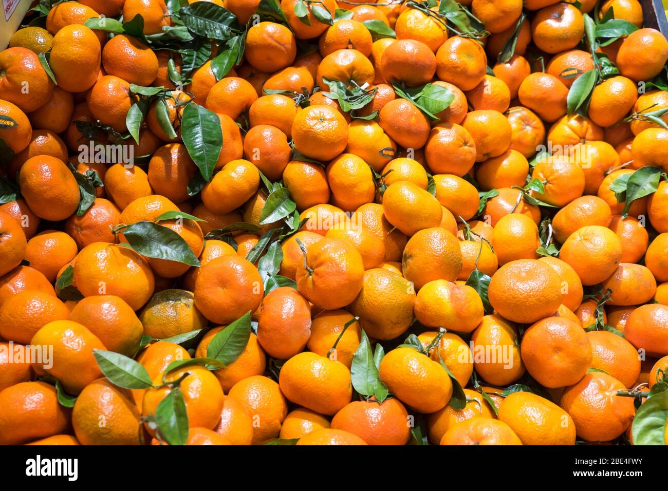 Mandarini o satsuma in mostra con foglie verdi Foto Stock