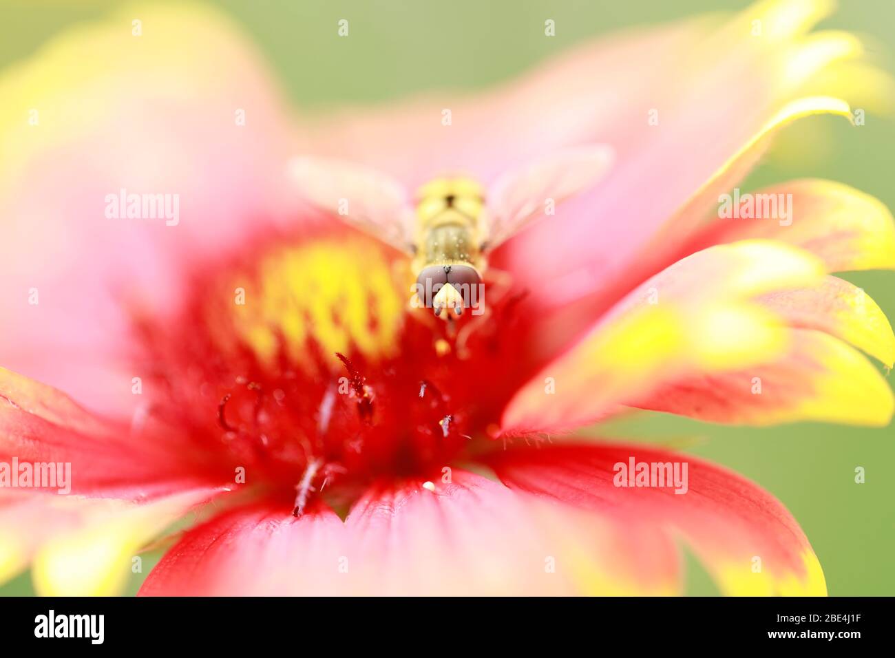 Syrphid vola su una foglia, primo piano Foto Stock