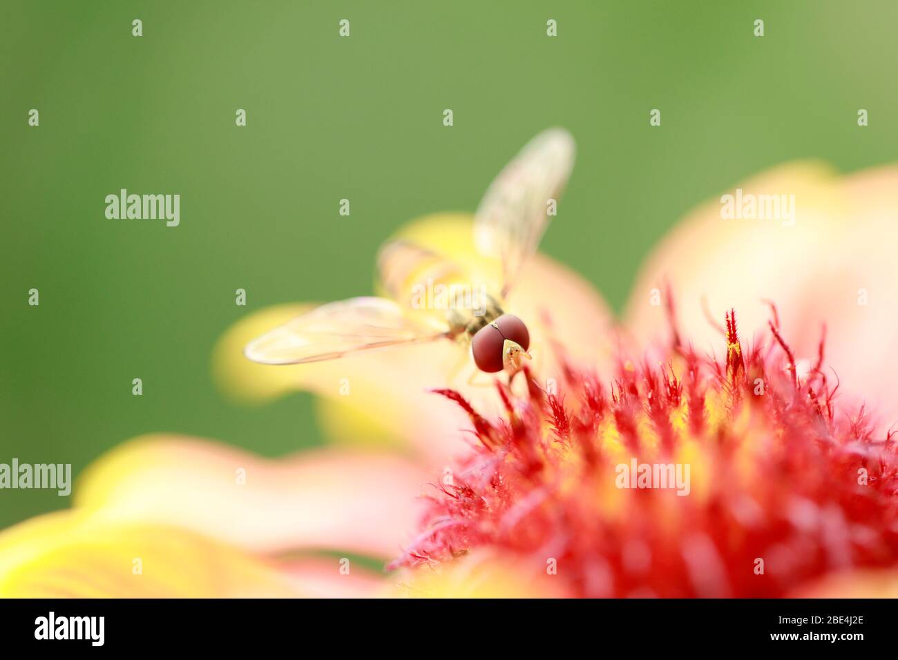 Syrphid vola su una foglia, primo piano Foto Stock