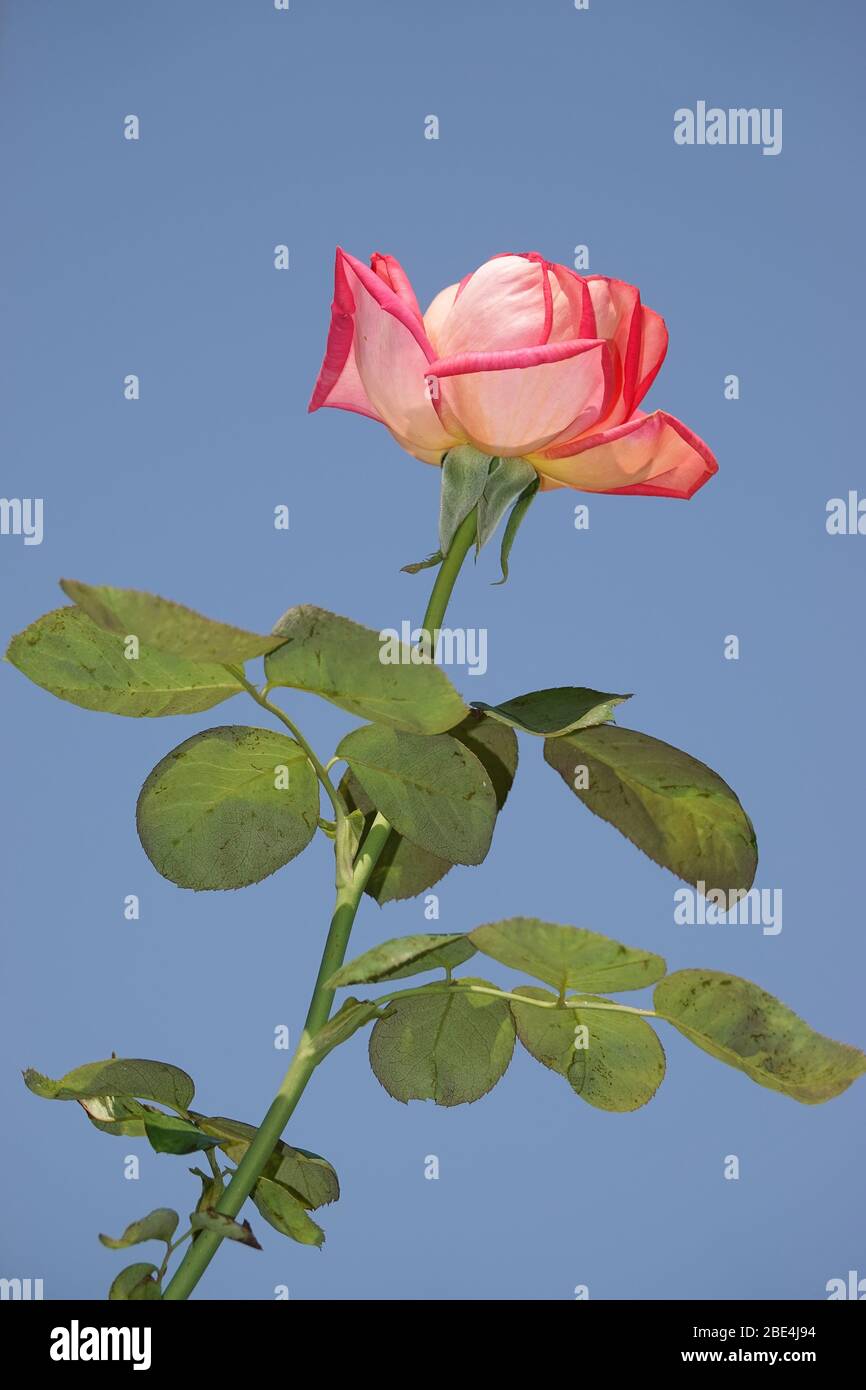 Bellissimo fiore rosa Foto Stock