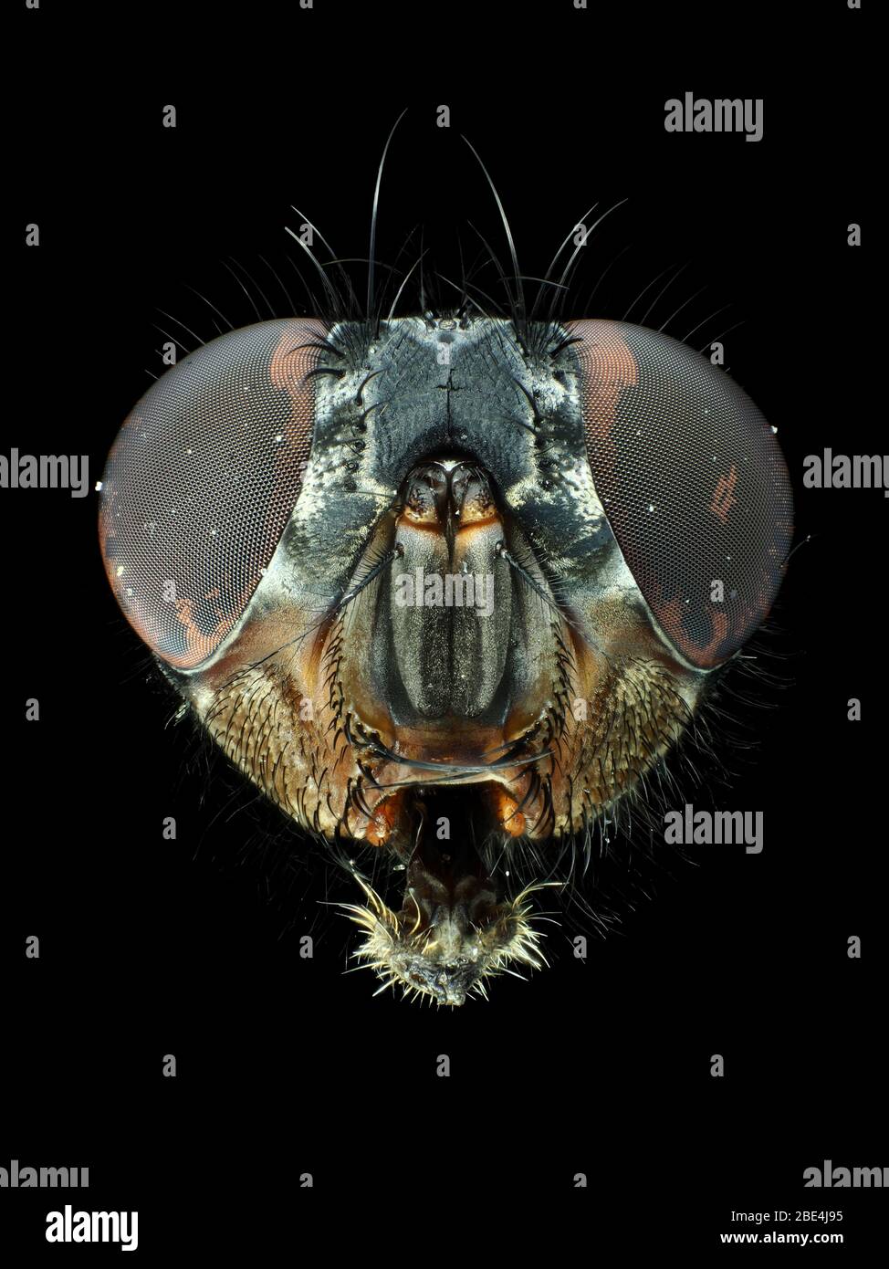 Foto macro estrema (sotto il microscopio) di una testa a mosca Foto Stock