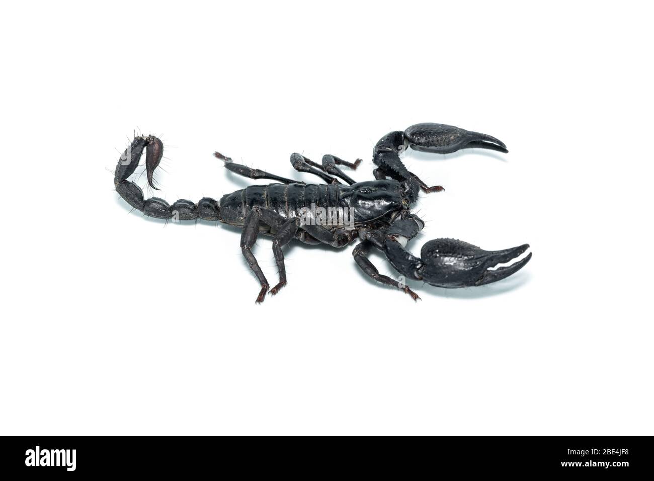Vista destra della foresta asiatica Scorpion isolato su sfondo bianco Foto Stock