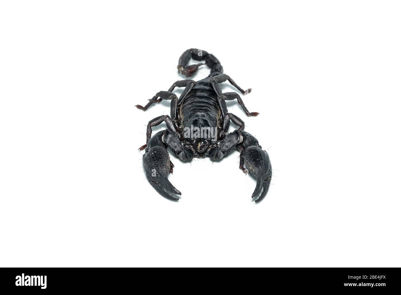 Vista frontale dello Scorpion Asiatico della Foresta isolato su sfondo bianco Foto Stock