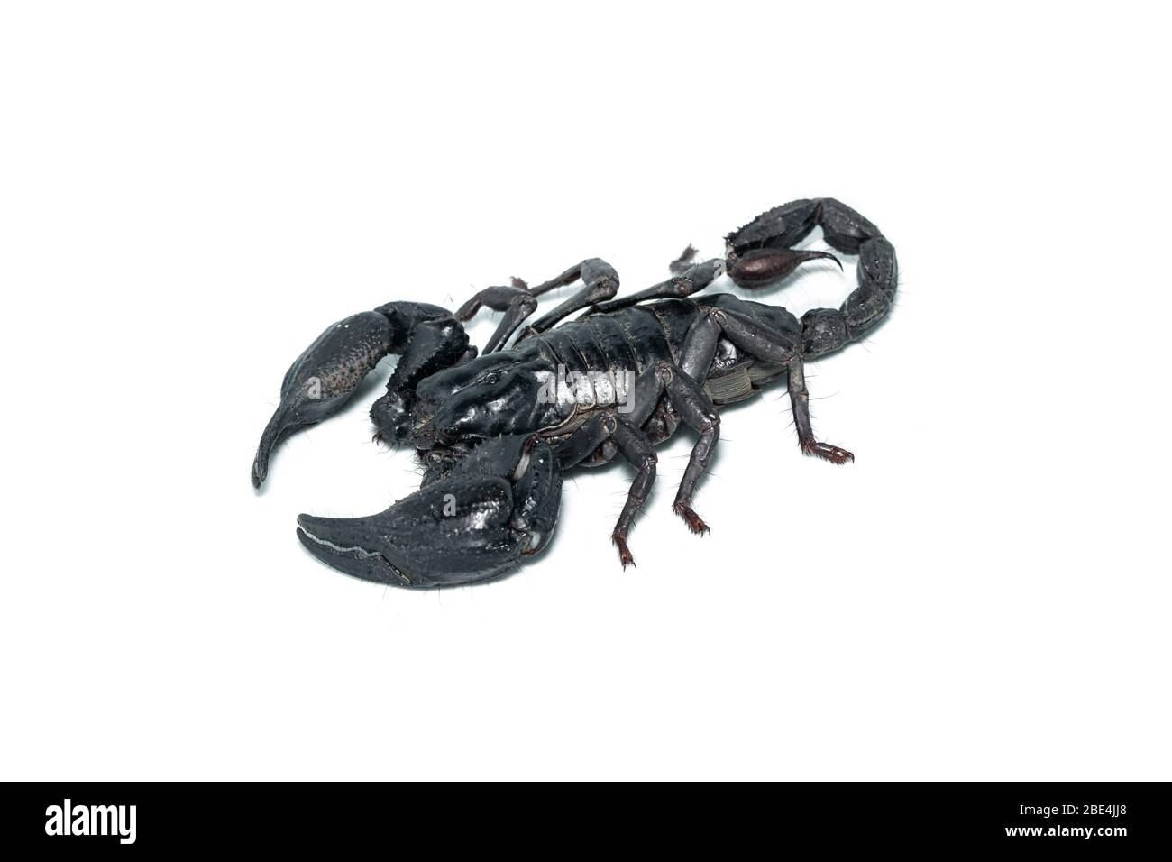Vista obliqua dello Scorpione della Foresta Asiatica isolato su sfondo bianco Foto Stock