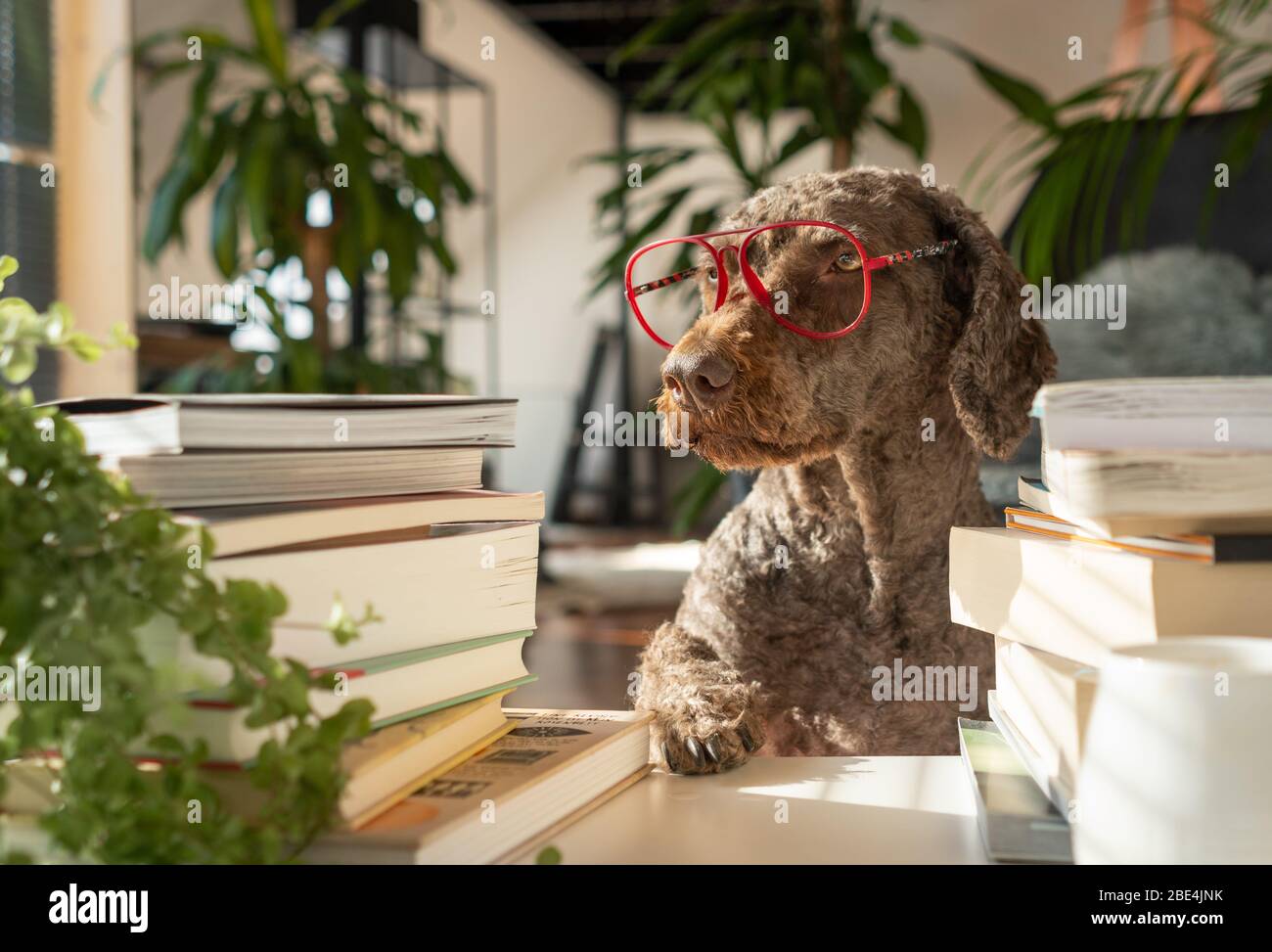 Un cane che indossa occhiali rossi tra un mucchio di libri con la zampa sul tavolo all'interno di un appartamento con molte piante durante il tramonto Foto Stock
