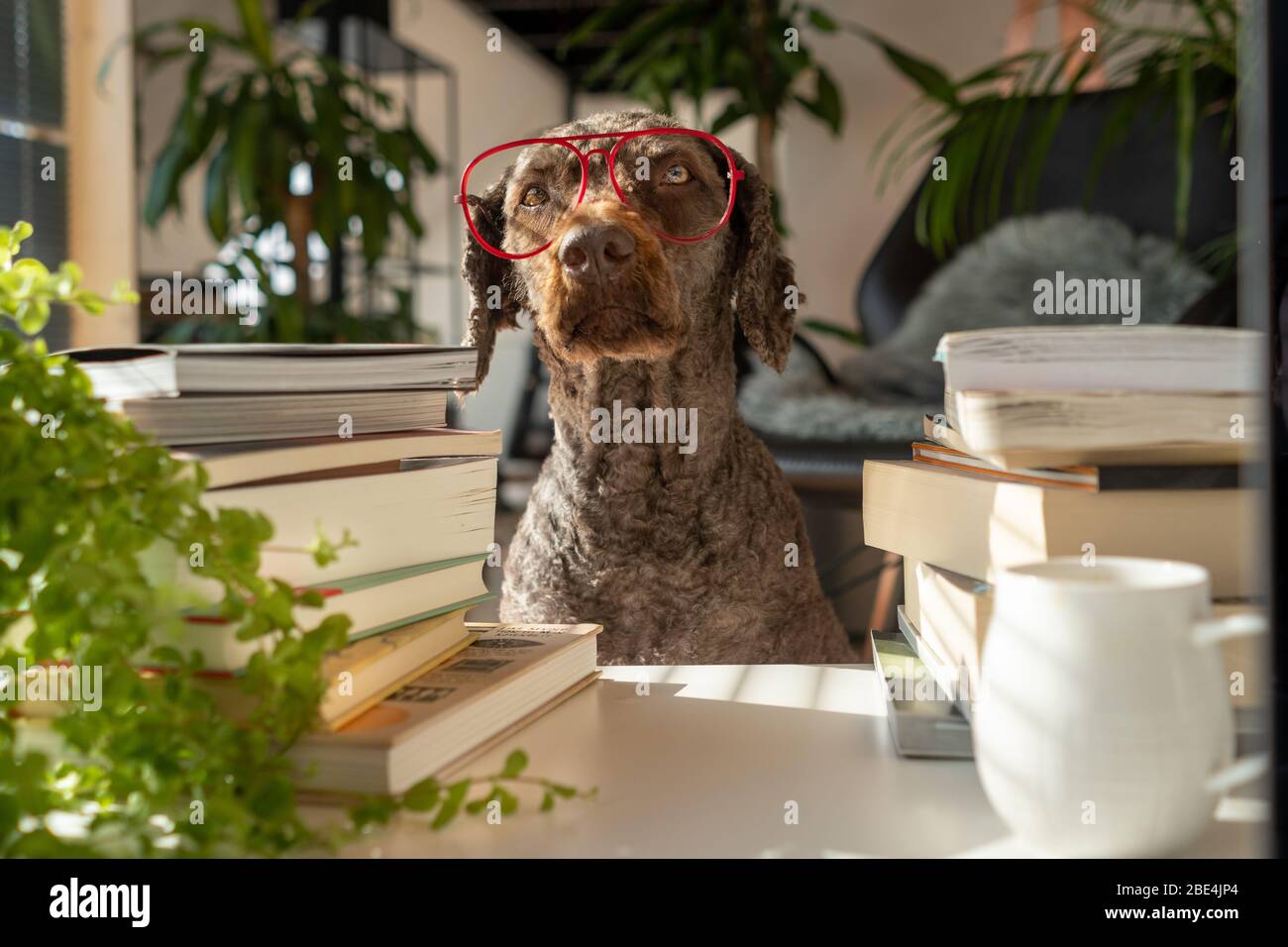 Un cane che indossa occhiali rossi tra un mucchio di libri all'interno di un appartamento con molte piante durante il tramonto Foto Stock