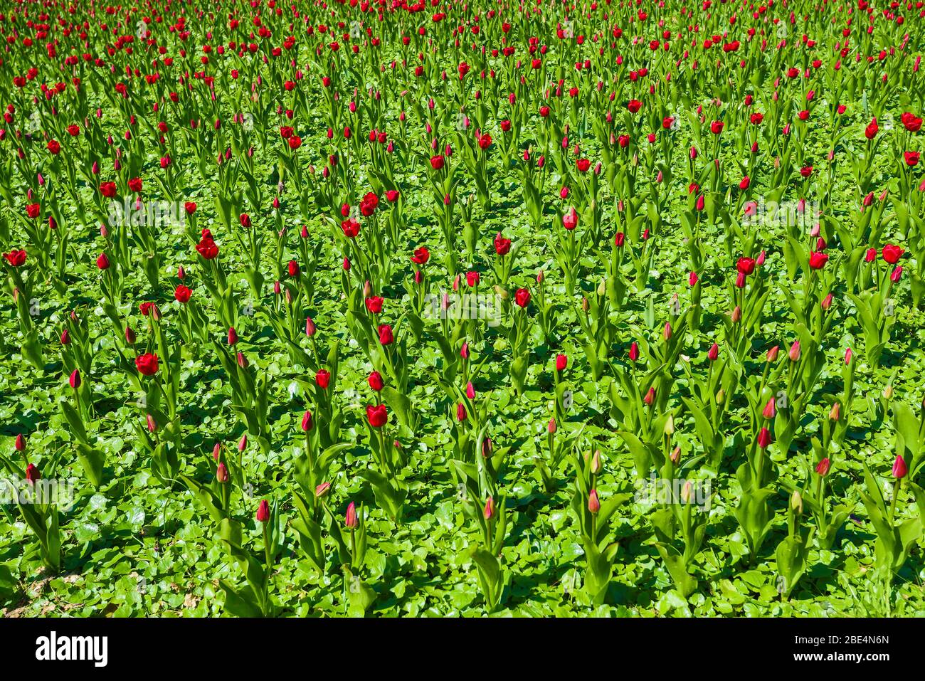 Tulipani rossi giovani in un grande letto da fiore in un giorno di maggio soleggiato Foto Stock