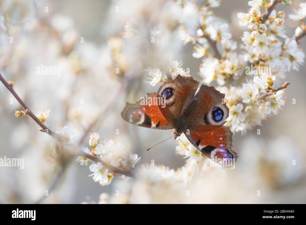 Farfalla Peacock alimentazione su fiore hedgerow in una fattoria nel Northumberland, Inghilterra all'inizio della primavera in una giornata di sole. Foto Stock