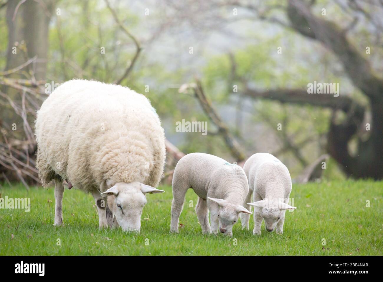Pecore e agnelli gemelli in un lussureggiante prato in una fattoria nel Northumberland, Inghilterra, Regno Unito Foto Stock