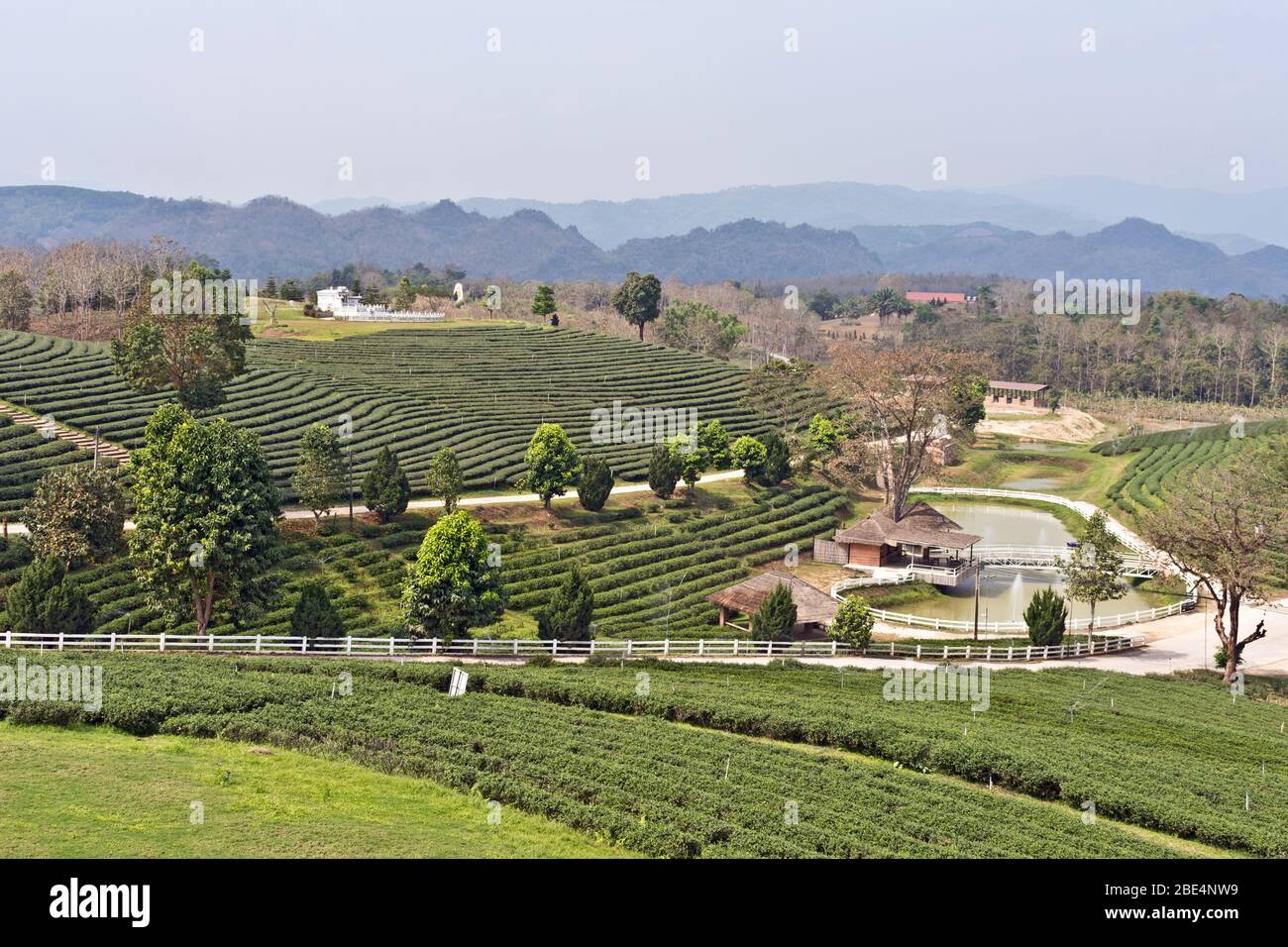 Bellissimo scenario alla Choui Fong Tea Plantation, Mae Chan, Thailandia del Nord, Asia Foto Stock