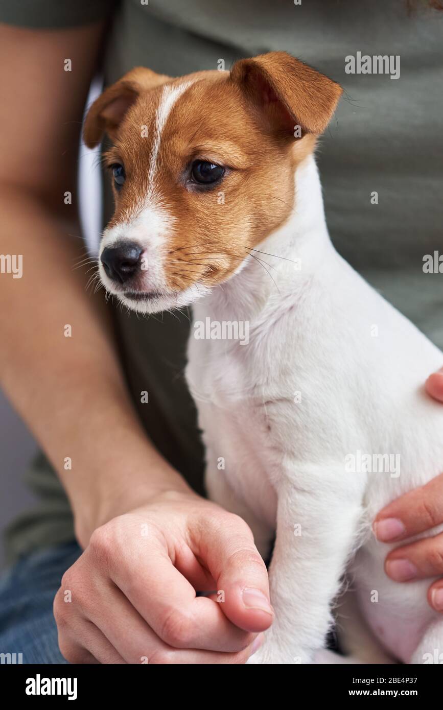 Donna che gioca con il suo cane russel terrier del jack. Buoni rapporti e amicizia tra proprietario e animale domestico Foto Stock