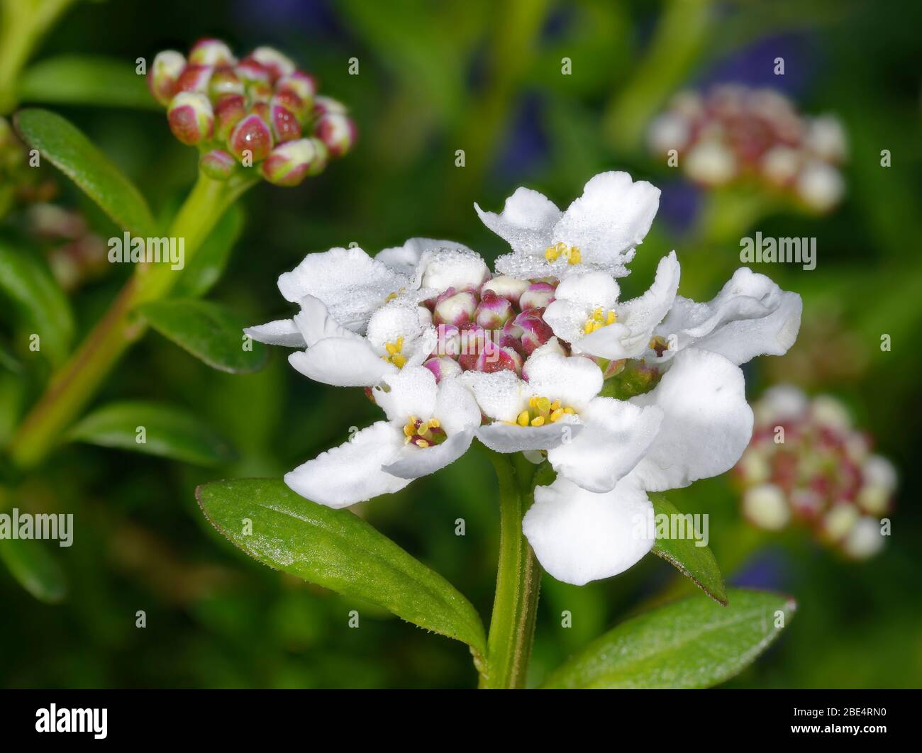 Perennial o Evergreen Candytuft - Iberis sempervirens nuovi fiori con rugiada mattutina Foto Stock