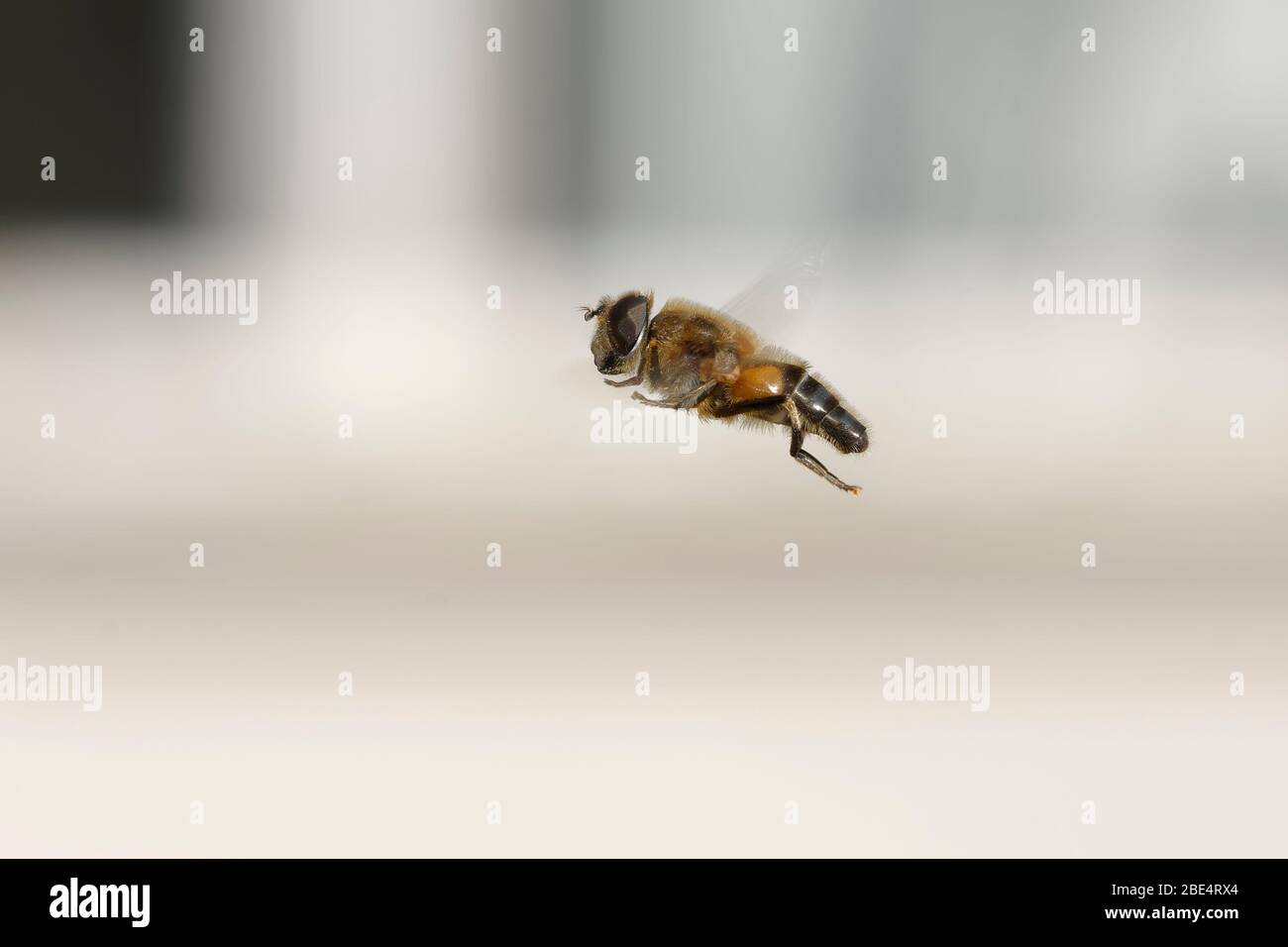 Hoverfly - Eristalis pertinente maschio in volo Foto Stock