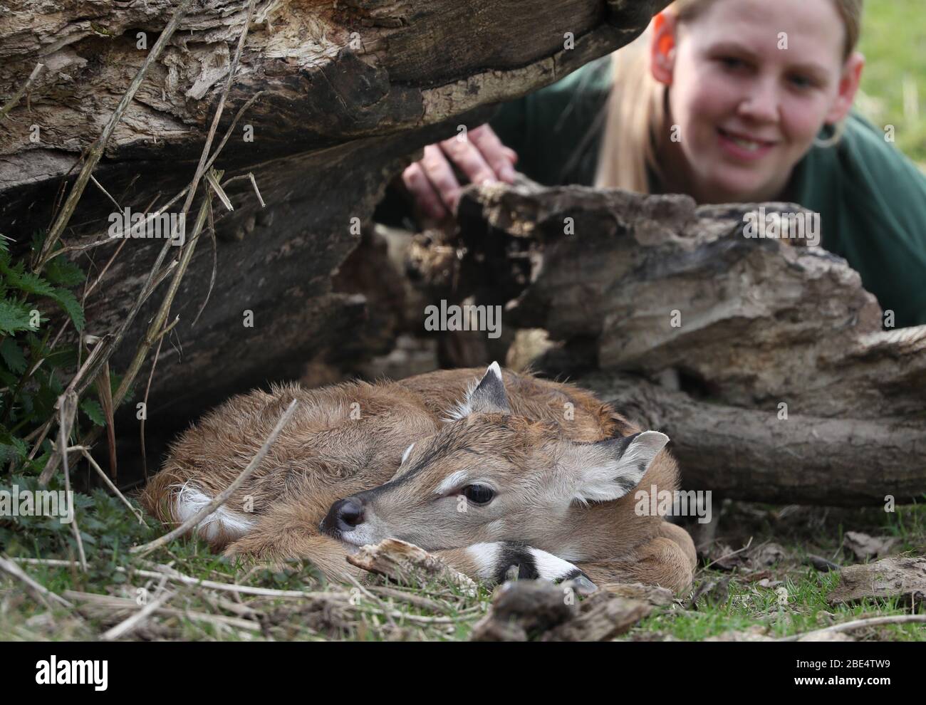 Il Keeper Megan Rollo di Blair Drummond Safari Park guarda su un'antilope femminile di nome Rainbow. Il vitello Nilgai di 4 giorni, di peso inferiore a 14 kg, è nato dopo un periodo di gestazione di 8 mesi ed è stato in piedi con in un'ora. Foto Stock