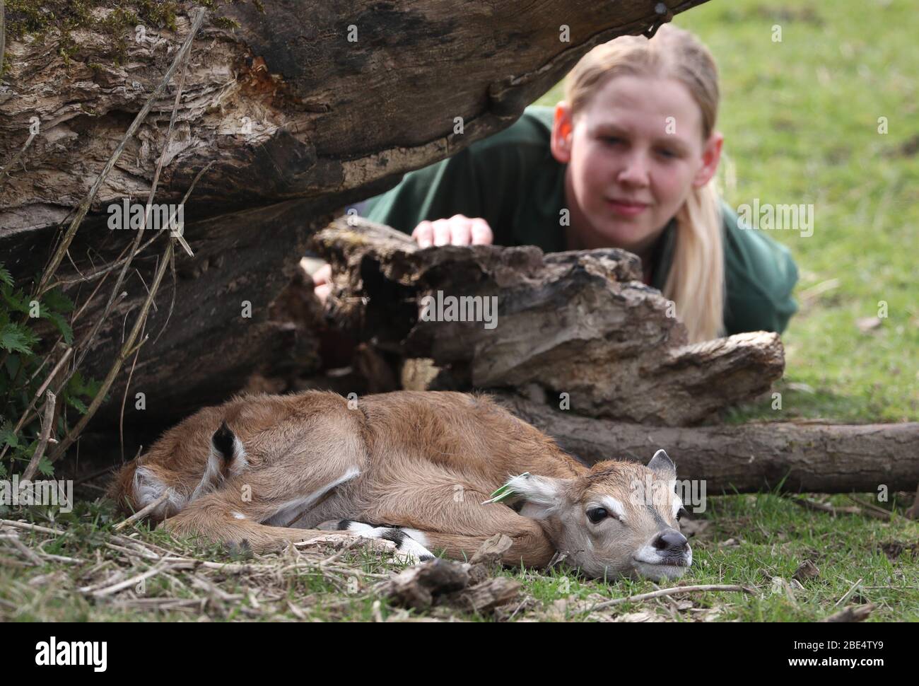 Il Keeper Megan Rollo di Blair Drummond Safari Park guarda su un'antilope femminile di nome Rainbow. Il vitello Nilgai di 4 giorni, di peso inferiore a 14 kg, è nato dopo un periodo di gestazione di 8 mesi ed è stato in piedi con in un'ora. Foto Stock
