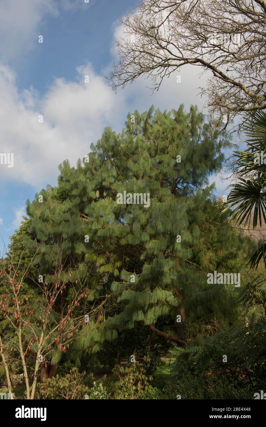 Foliage verde del Pino giallo messicano o albero di patula (Pinus patula) in un giardino in Devon rurale, Inghilterra, Regno Unito Foto Stock