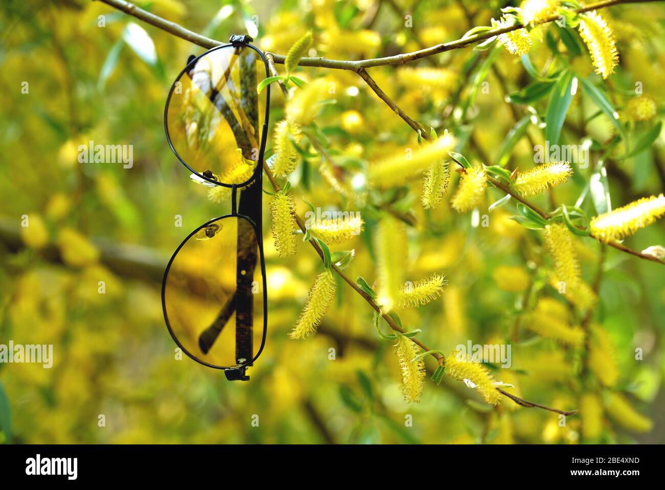 occhiali gialli appendere su un ramo di albero in primavera un albero in colori gialli sole primo piano Foto Stock