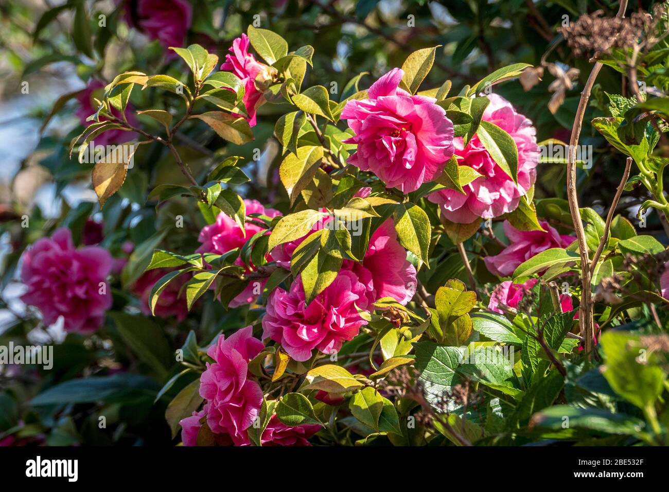 Un fiore di peonia o peonia Foto Stock