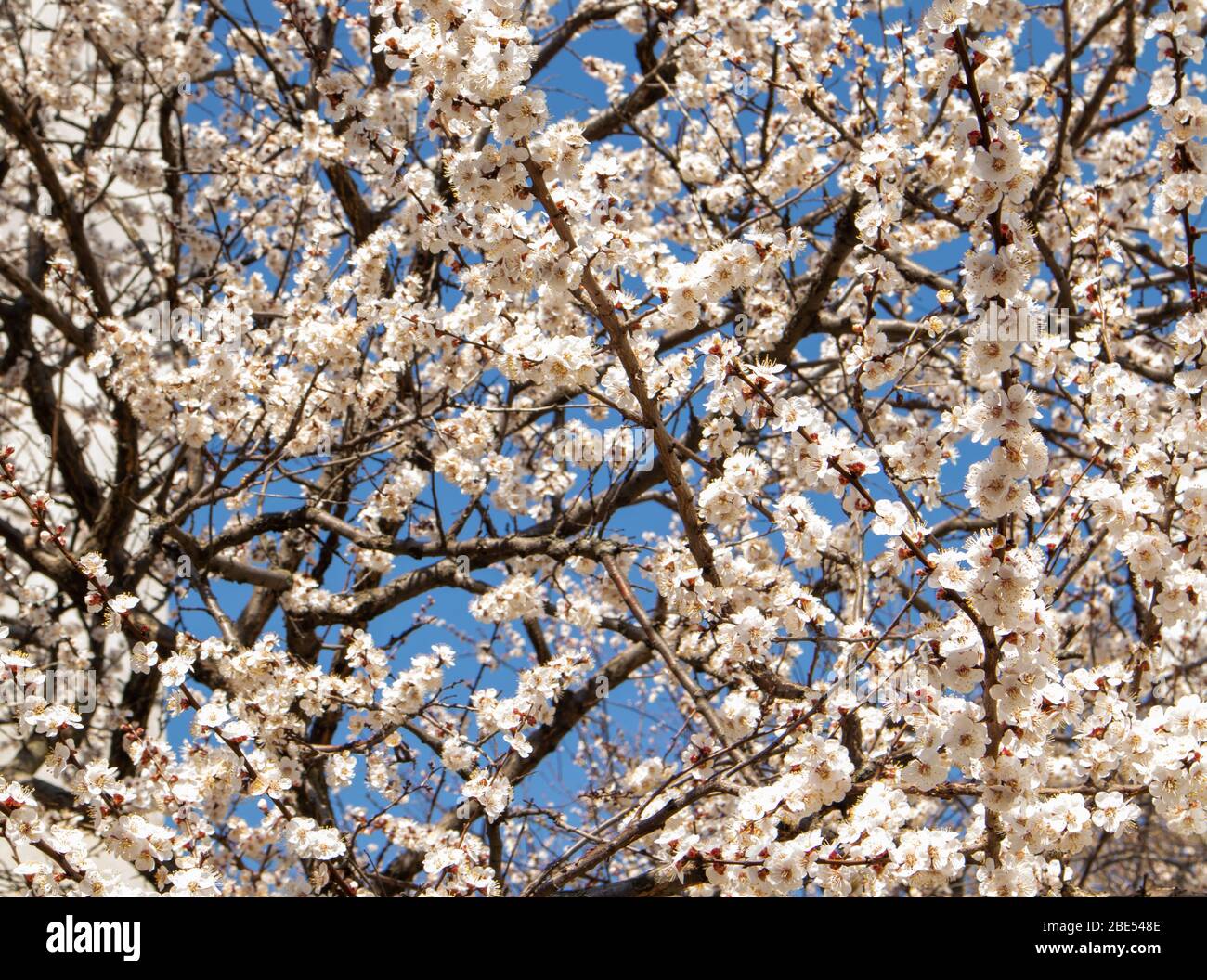 Albicocca in fiore. Sole primavera giorno. Foto Stock