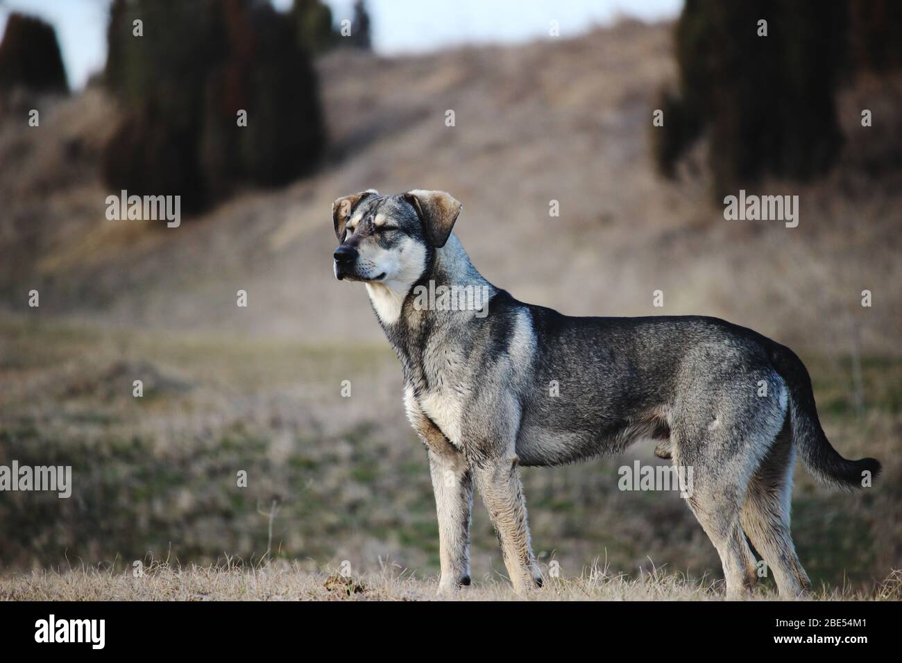 Cane grigio su un campo di montagna. Vita selvaggia. Foto Stock