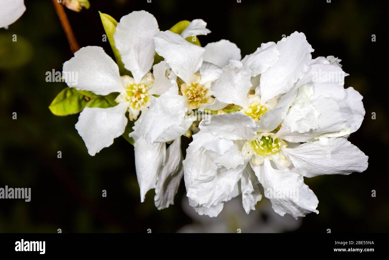 Exochorda x macrantha " sposa " perla bush Foto Stock