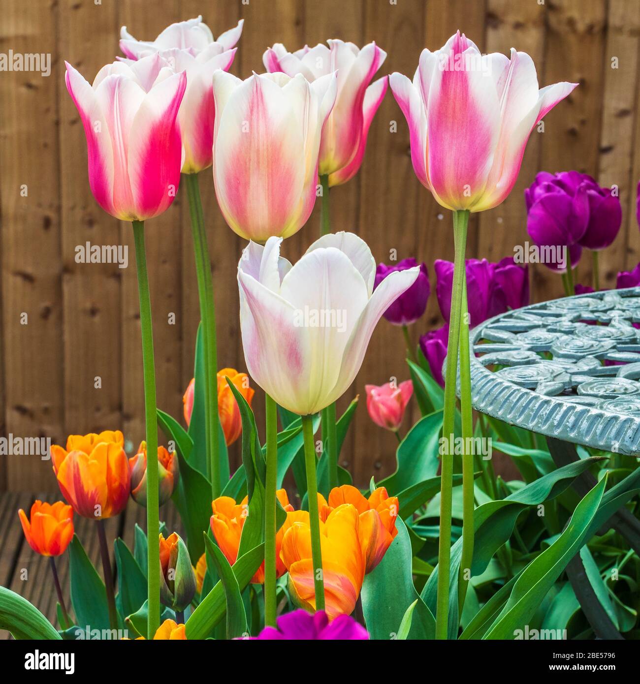 Un mix molto colorato di tulipani primaverili Foto Stock