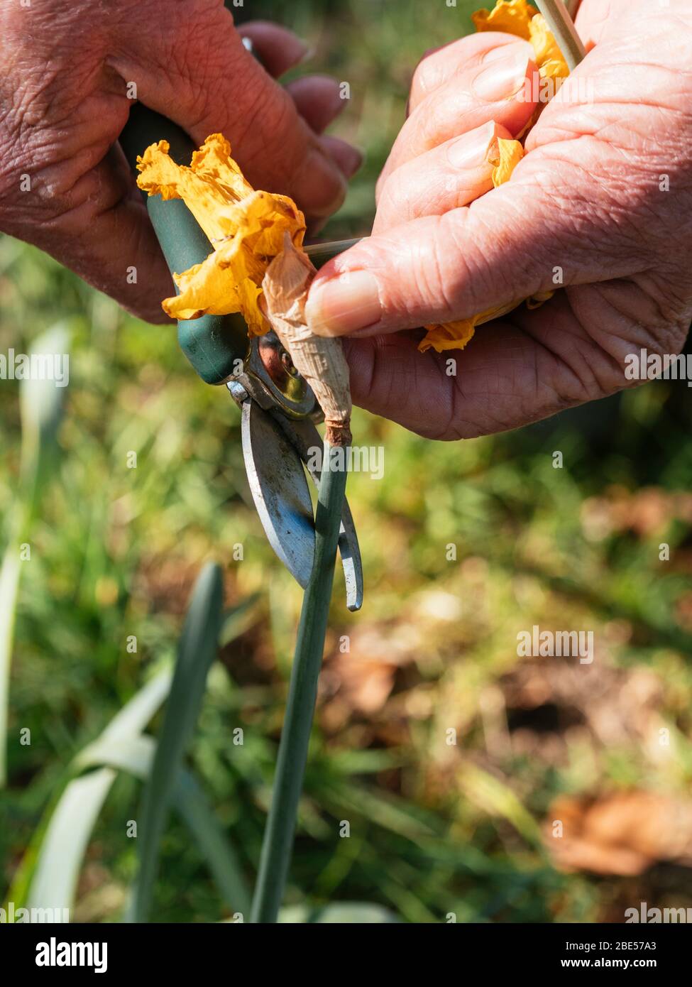 Giardiniere deadesivando narcisi con secateurs. Foto Stock