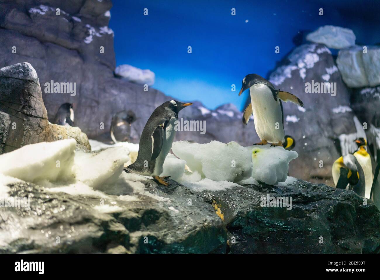 Folk dei pinguini di Gentoo e dei pinguini di Re all'acquario di Osaka Kaiyukan, Giappone Foto Stock