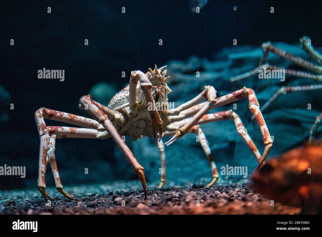 Granchio ragno giapponese all'acquario di Osaka Kaiyukan, Giappone Foto Stock