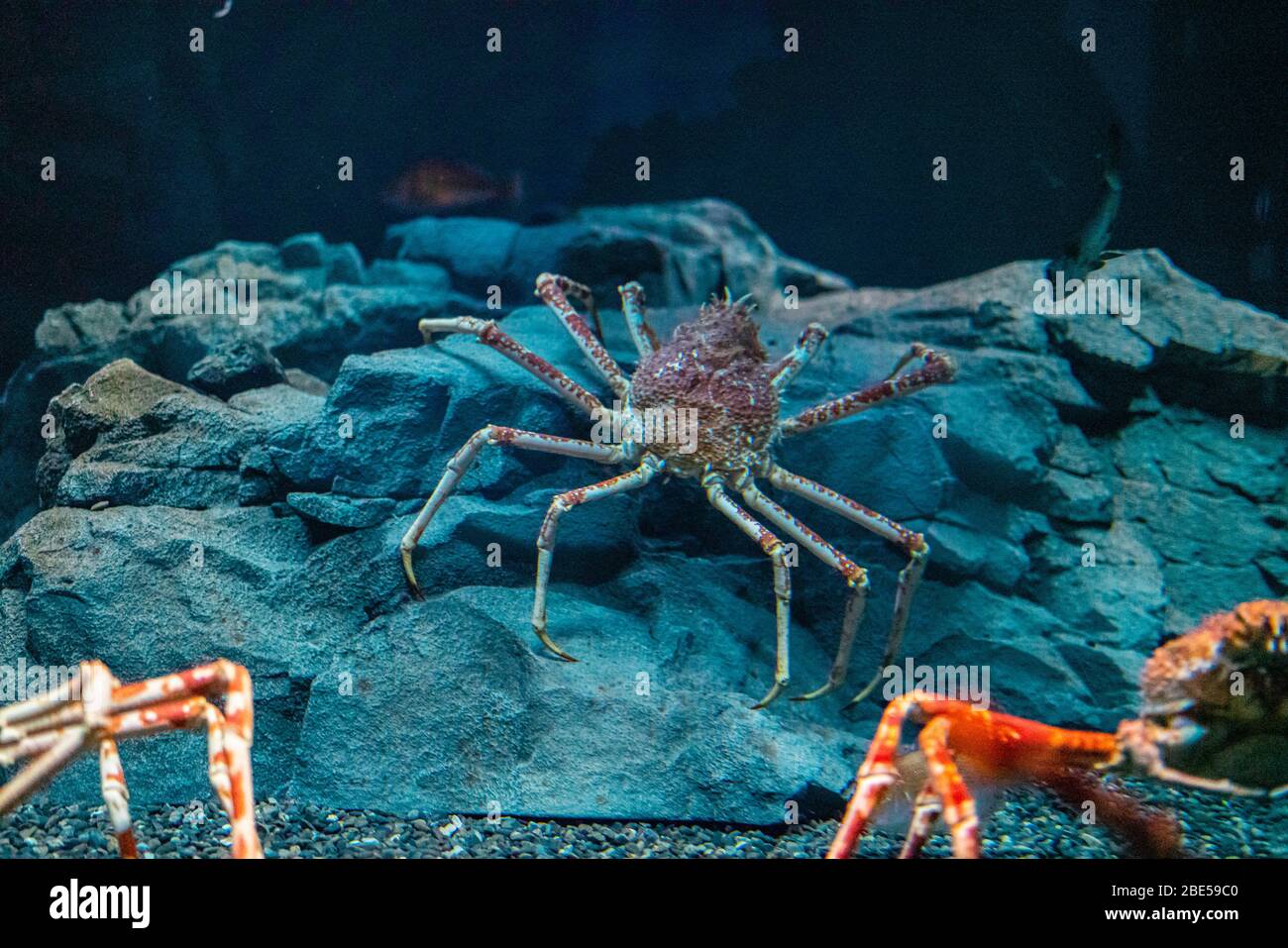 Granchio ragno giapponese all'acquario di Osaka Kaiyukan, Giappone Foto Stock