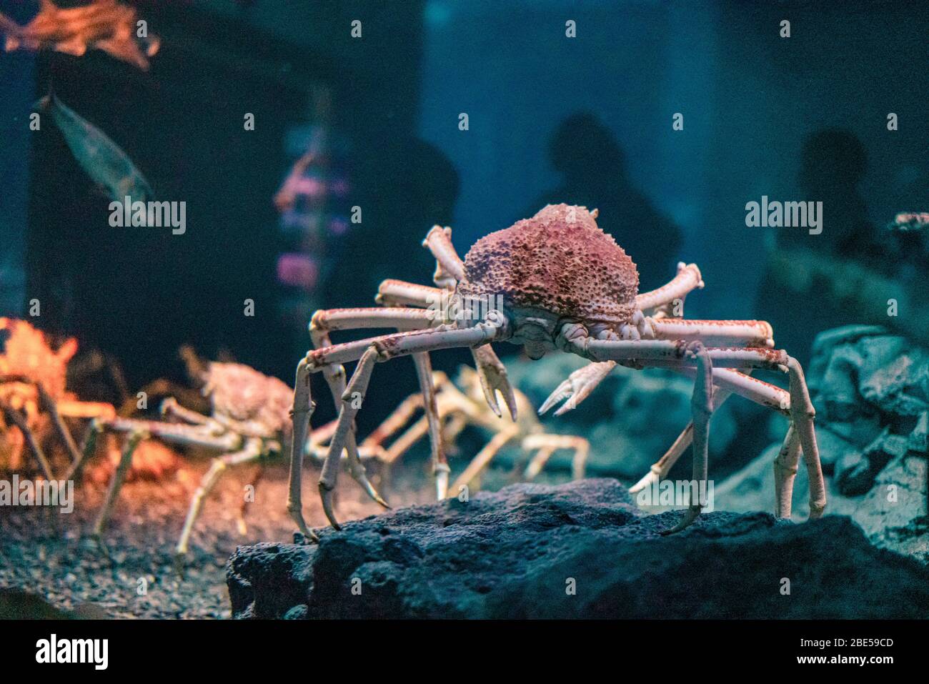 Granchio ragno giapponese all'acquario di Osaka Kaiyukan, Giappone Foto Stock