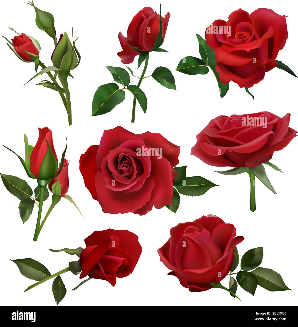 Realistico bouquet di rose decorative. Fiori rossi rose bouquet, fiori con foglie e burgeon, fiori fiori fiori mazzo isolato vettore illustrazione set Illustrazione Vettoriale