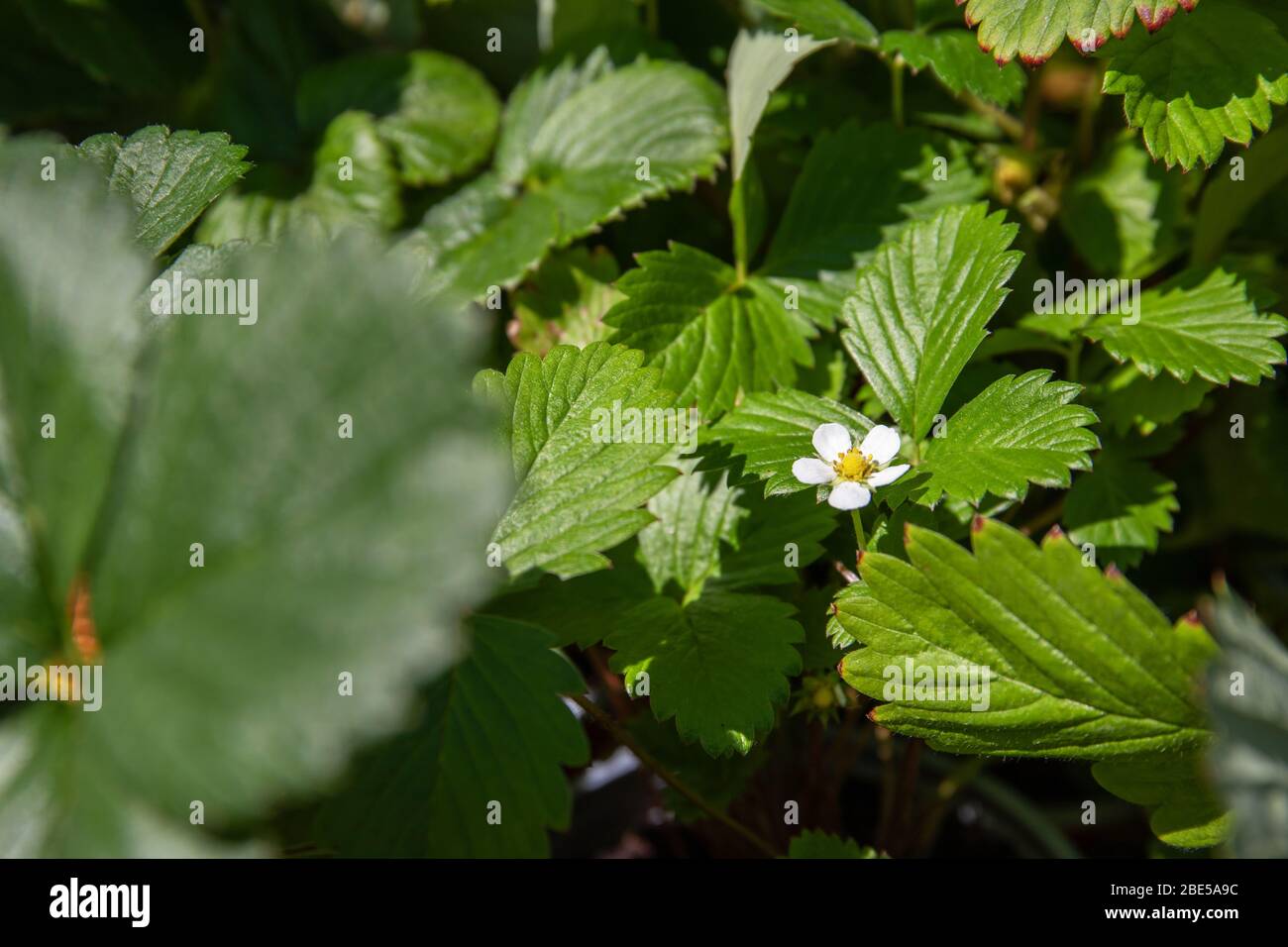 Pianta di fragola. Fioritura di fragole. Cespugli di mirtilli selvatici. Foto Stock