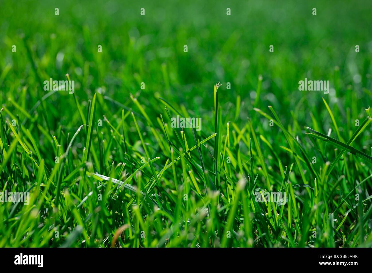 Bella sfondo di erba verde. Erba fresca verde Foto Stock