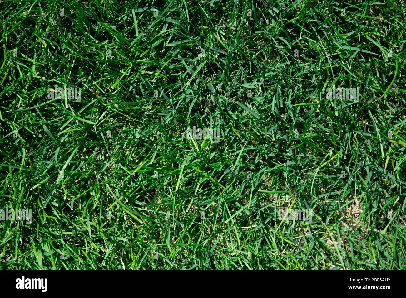Bella sfondo di erba verde. Erba fresca verde Foto Stock