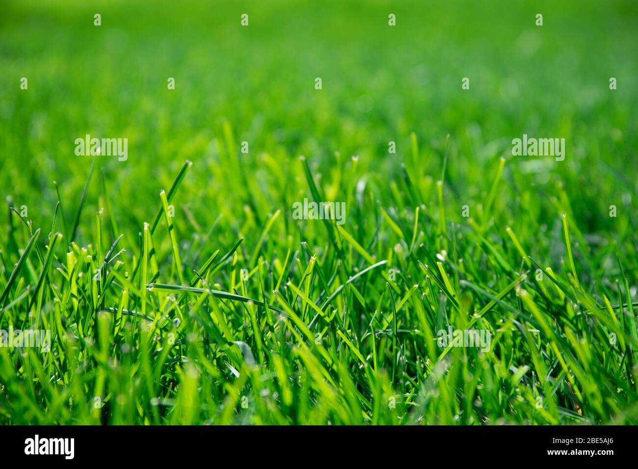 Bella sfondo di erba verde. Erba fresca verde Foto Stock