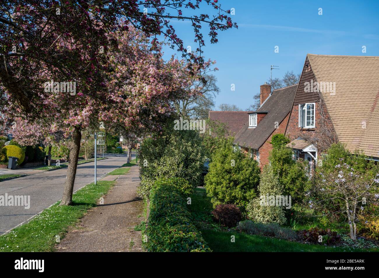 Primavera in suburbia. Strada residenziale a Haywards Heath, West Sussex, Inghilterra con alberi di ciliegio in piena fioritura. Foto Stock