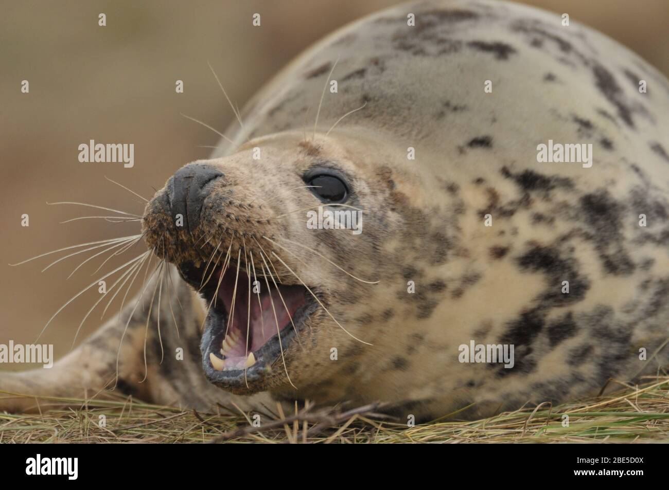 Foca grigia Foto Stock