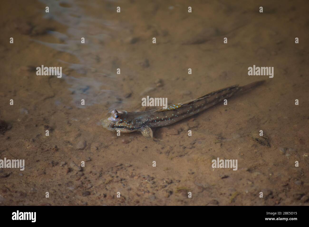 Pesce mudskipper in acque poco profonde, Thailandia Foto Stock