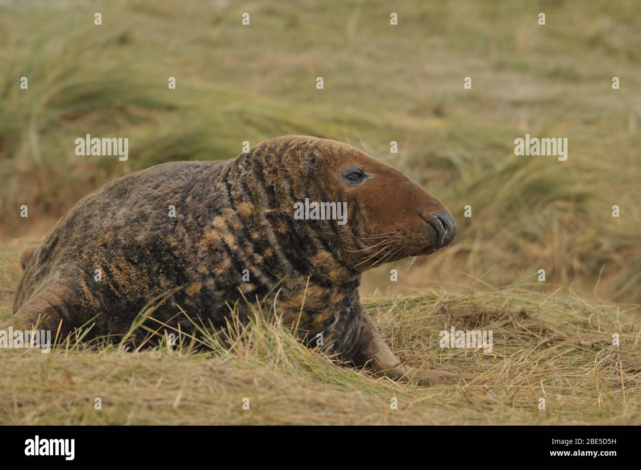 Foca grigia Foto Stock