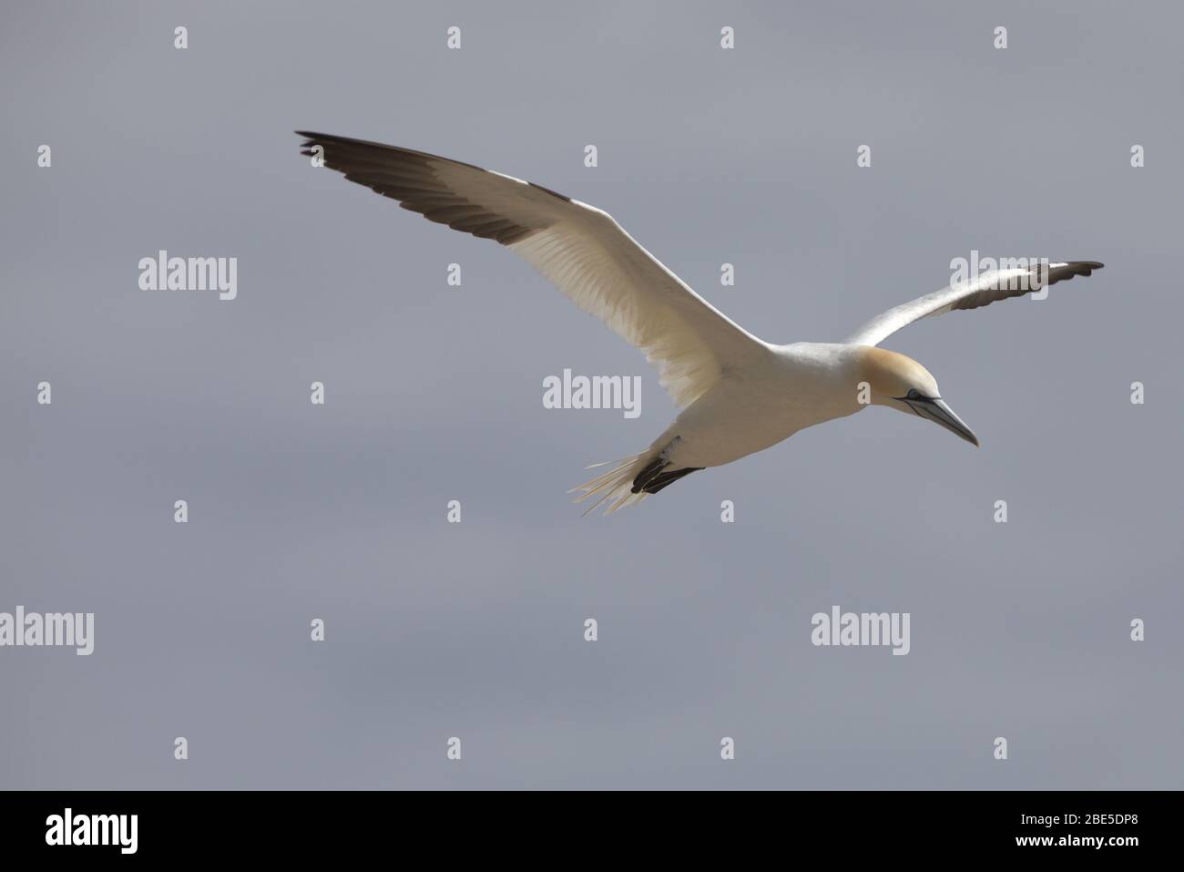 Una gannetta settentrionale volante Foto Stock