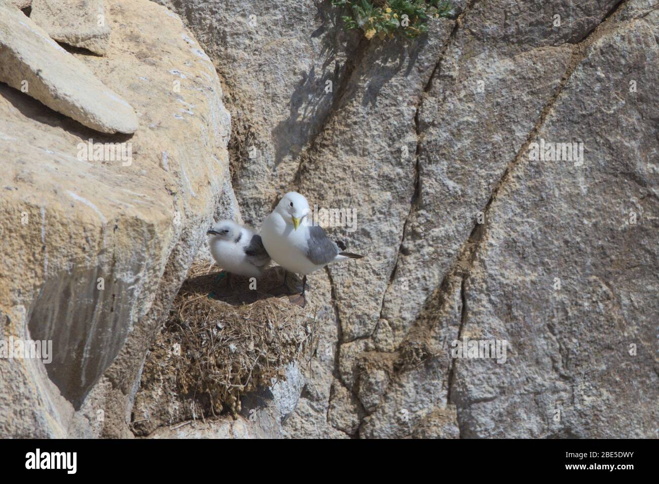 Allevamento di kittiwakes a Great Saltee, Irlanda Foto Stock