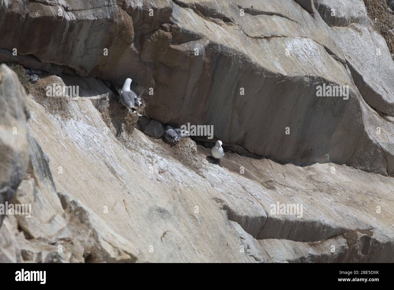 Allevamento di kittiwakes a Great Saltee, Irlanda Foto Stock
