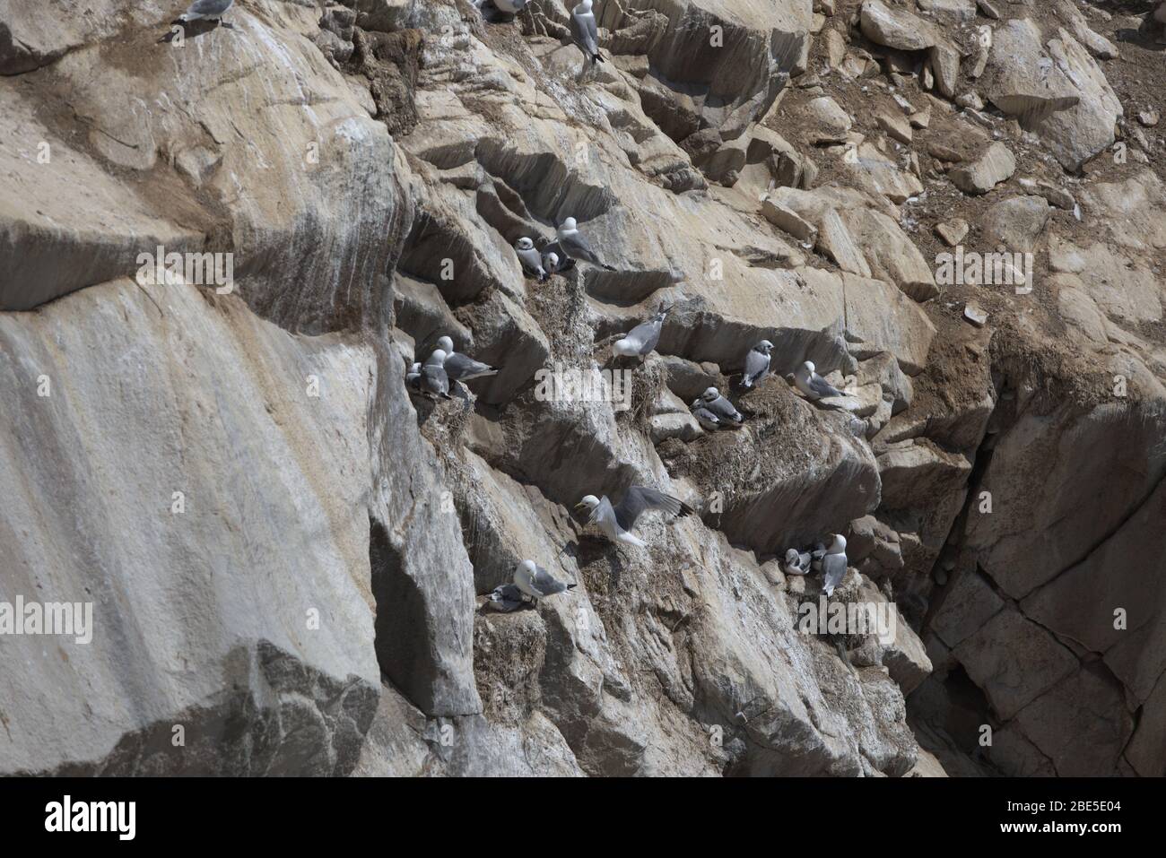 Allevamento di kittiwakes a Great Saltee, Irlanda Foto Stock