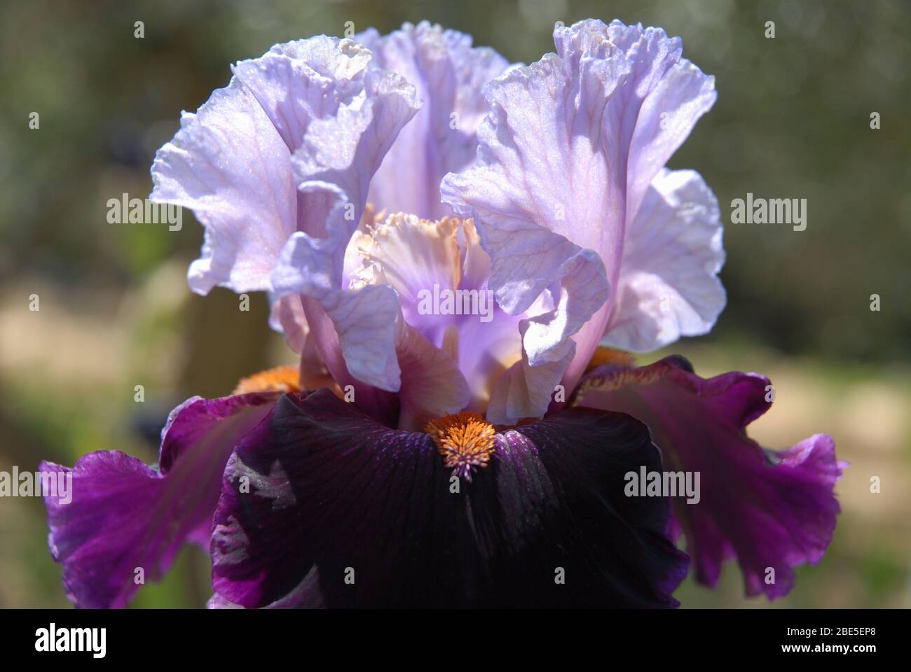 Alto fiore all'iride, El Cerrito Foto Stock