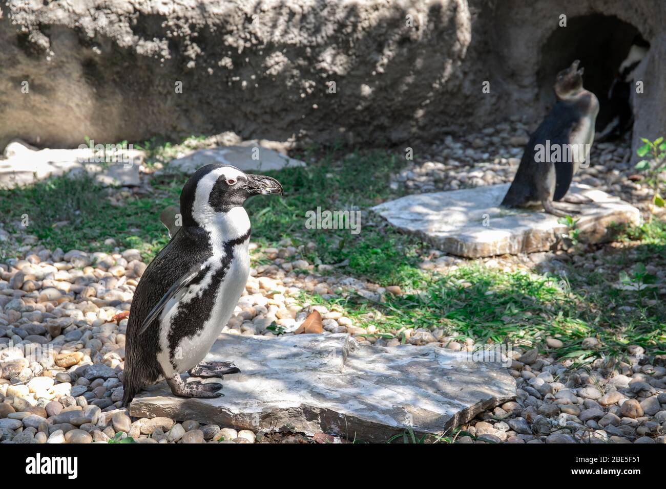 Pinguino africano tra massi in erba sulla costa dell'oceano. Pinguino africano (Sfeniskus demersus), noto anche come pinguino nero. Foto Stock