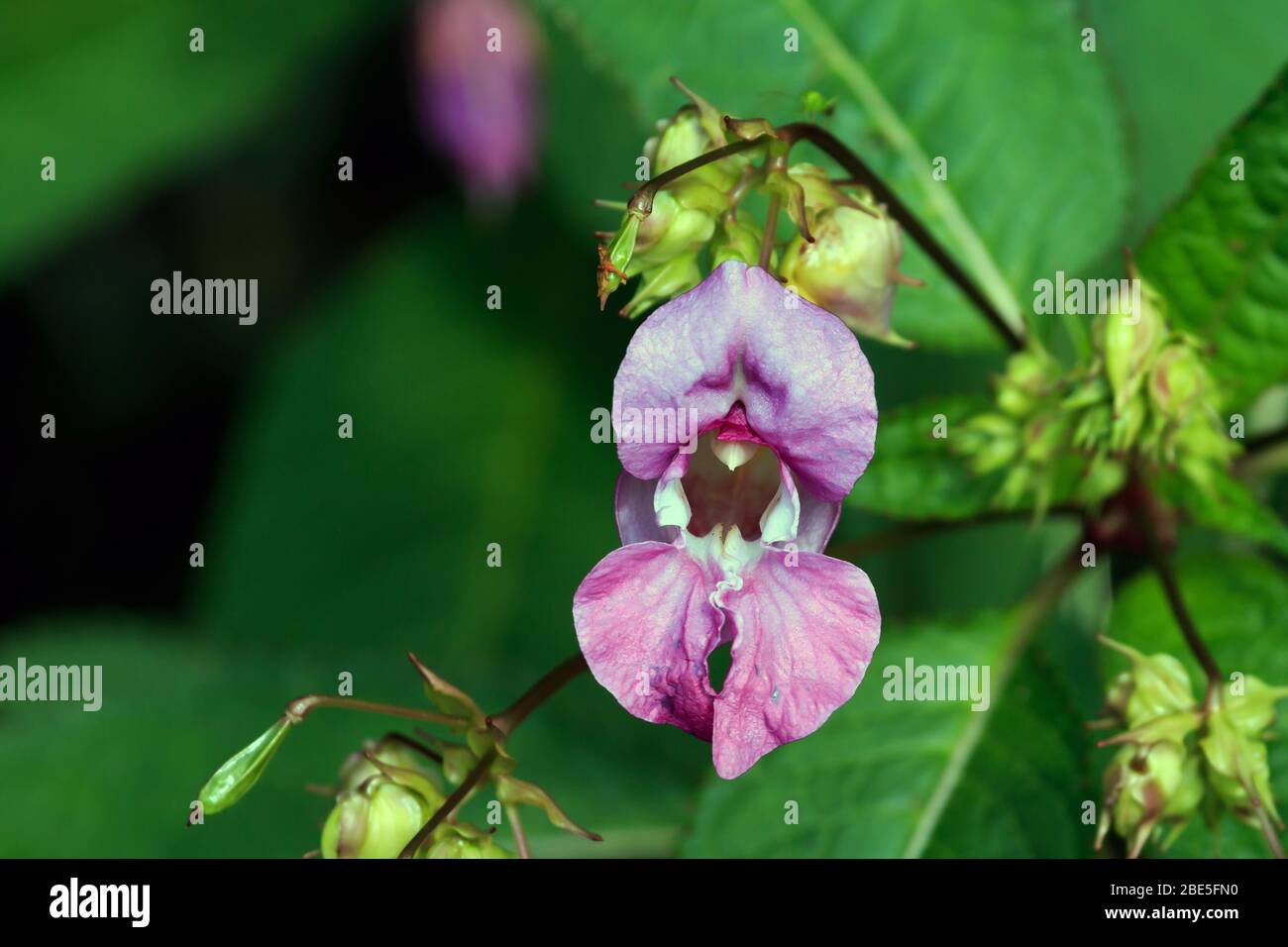 Primo piano su un singolo Himalayan Balsam fiore con gemme e foglie Foto Stock