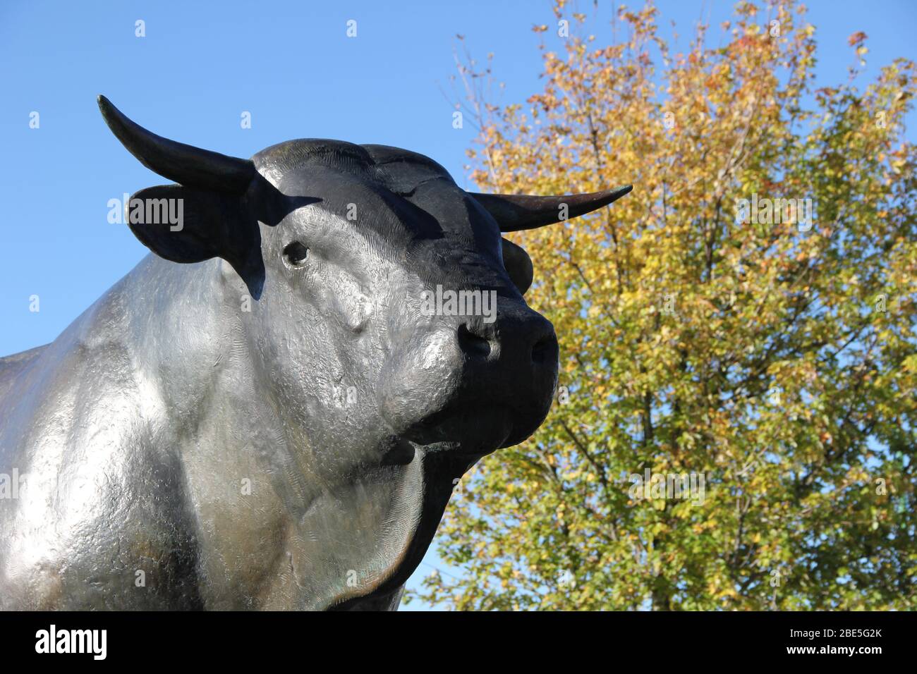 Statuto bronzeo che rappresenta un toro della razza Aubrac, da George Guyot Laguiole, Aveyron, Occitanie, Francia. Foto Stock