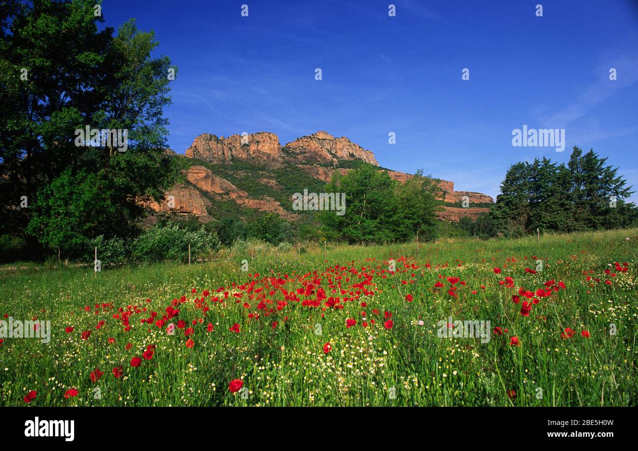Papaveri alla roccia rossa di Roquebrune sur Argens Var in primavera Foto Stock