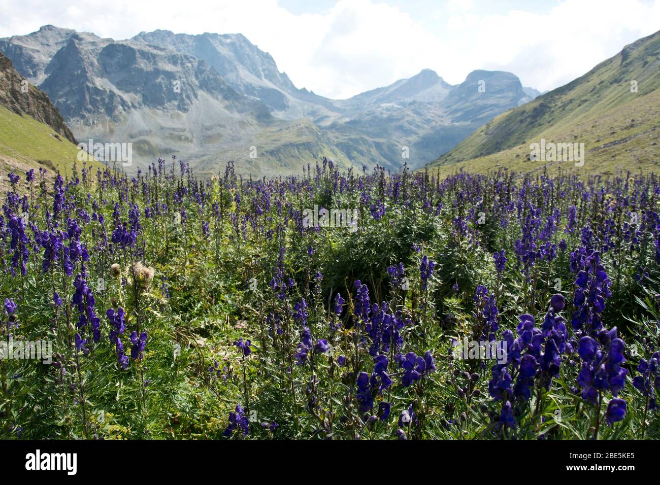 tödlich giftige Blaue Eisenhut wächst im Val d'Agnel beim Julierpass a Graubünden, Schweiz Foto Stock